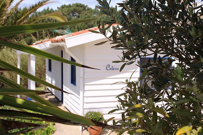 A small white house with blue shutters and a green olive tree.